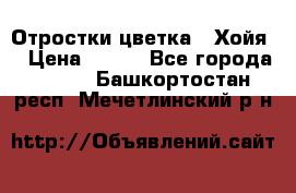 Отростки цветка  “Хойя“ › Цена ­ 300 - Все города  »    . Башкортостан респ.,Мечетлинский р-н